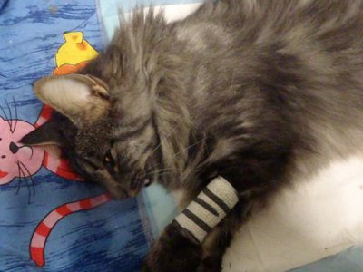 Katze in Bischofswiesen-Stanggaß angefahren und verstorben